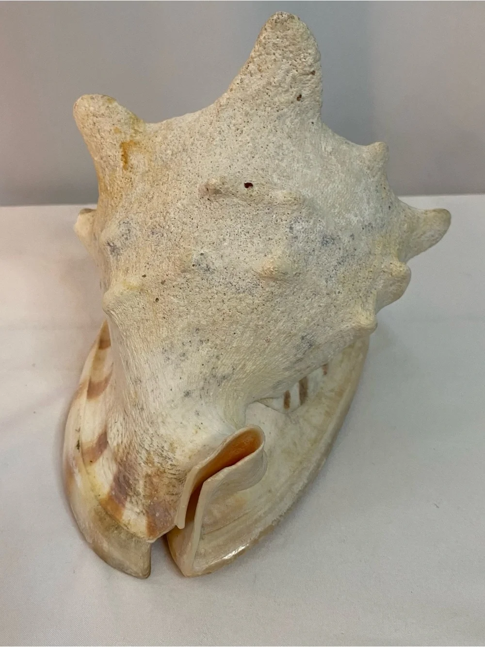 Large Conch Shell - Picture 5 of 6